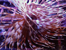 Load image into Gallery viewer, Giant Brown Feather Duster Worm For Marine Aquariums (CUC)