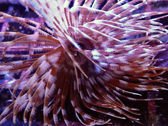 Giant Brown Feather Duster Worm For Marine Aquariums (CUC)