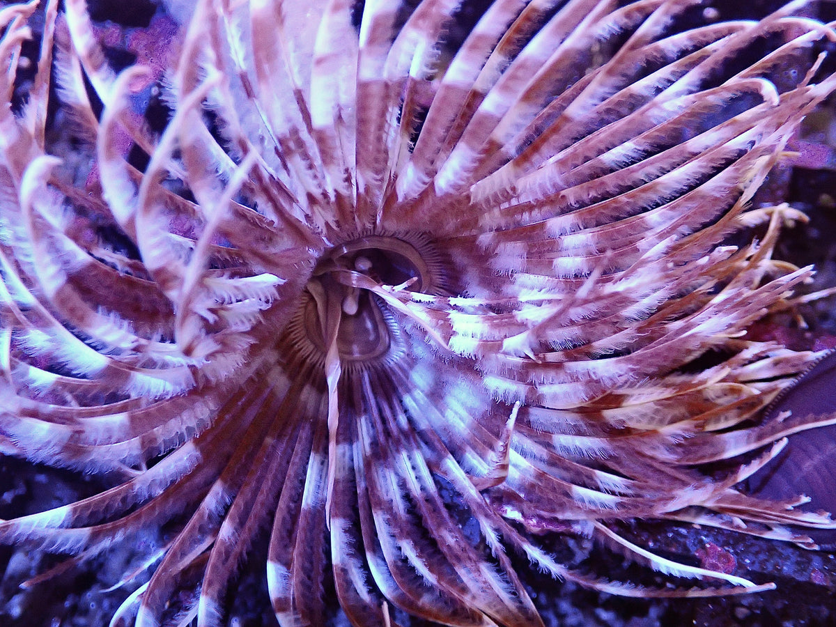 Brown Feather Duster Worm For Marine Aquariums (CUC)