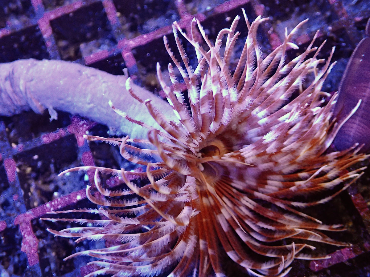 Brown Feather Duster Worm For Marine Aquariums (CUC)