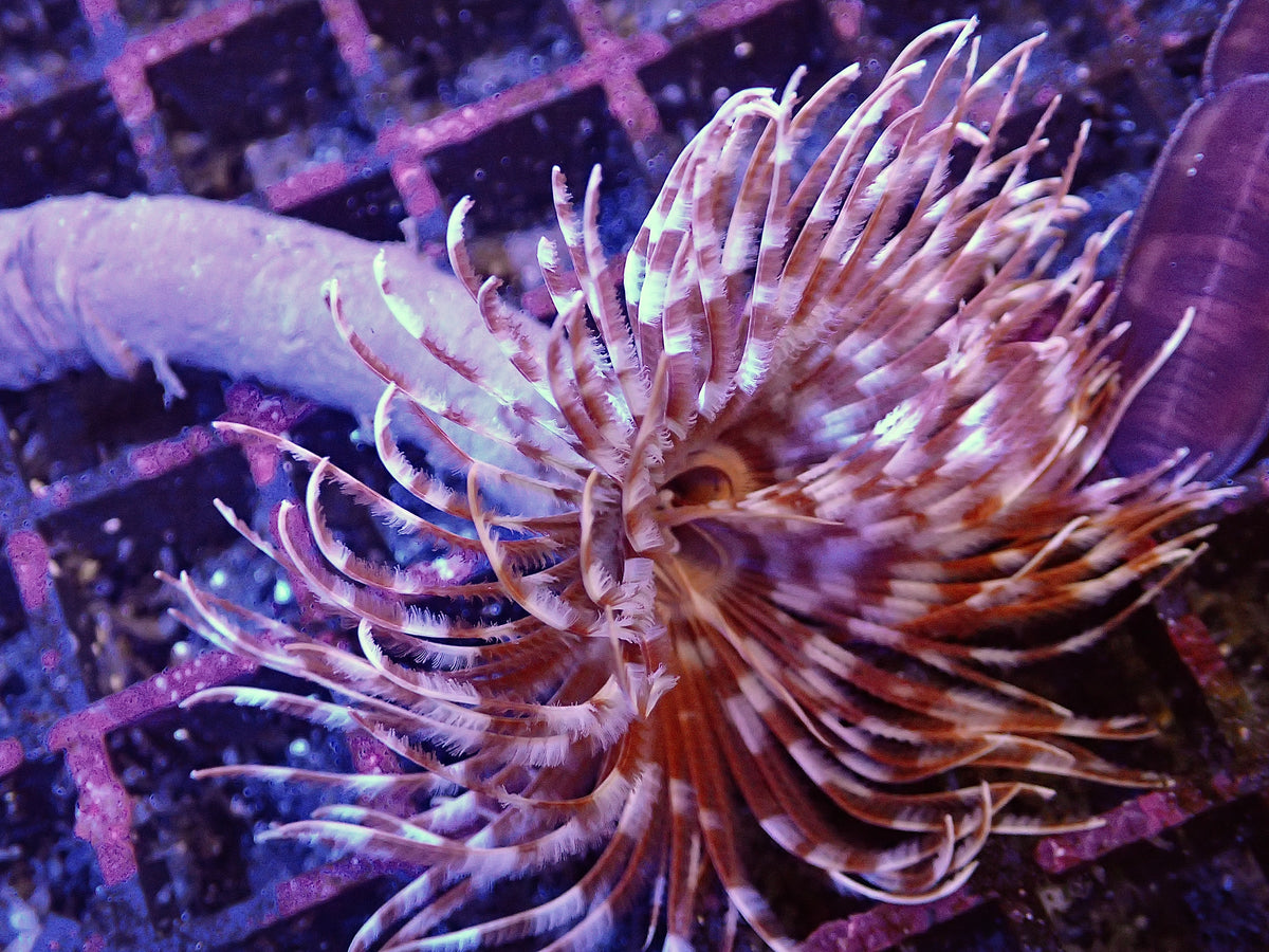 Brown Feather Duster Worm For Marine Aquariums (CUC)