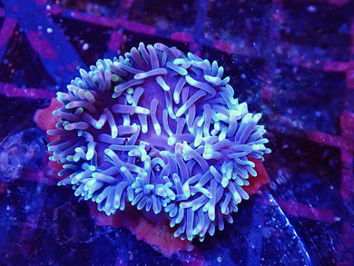 Bubble Tip Anemone For Marine Aquariums Small (Colours vary)