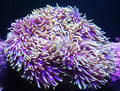 Magnifica Anemone