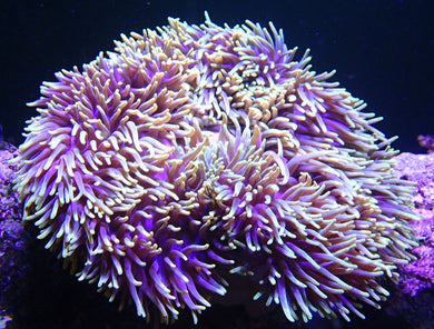 Magnifica Anemone
