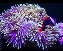 Load image into Gallery viewer, Red Tomato Clownfish Tank Bred
