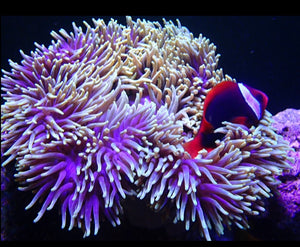 Red Tomato Clownfish Tank Bred