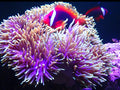 Red Tomato Clownfish Tank Bred pre order
