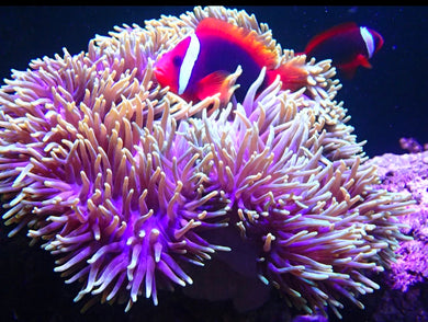 Red Tomato Clownfish Tank Bred
