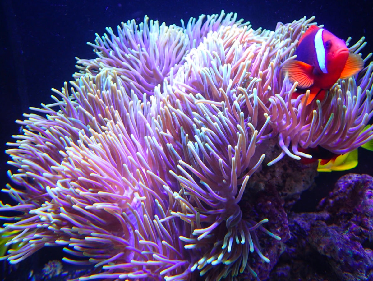Red Tomato Clownfish Tank Bred pre order
