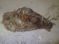 Brown Sea Hare (CUC)Pre order