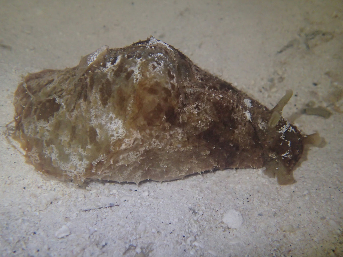 Brown Sea Hare (CUC)Pre order