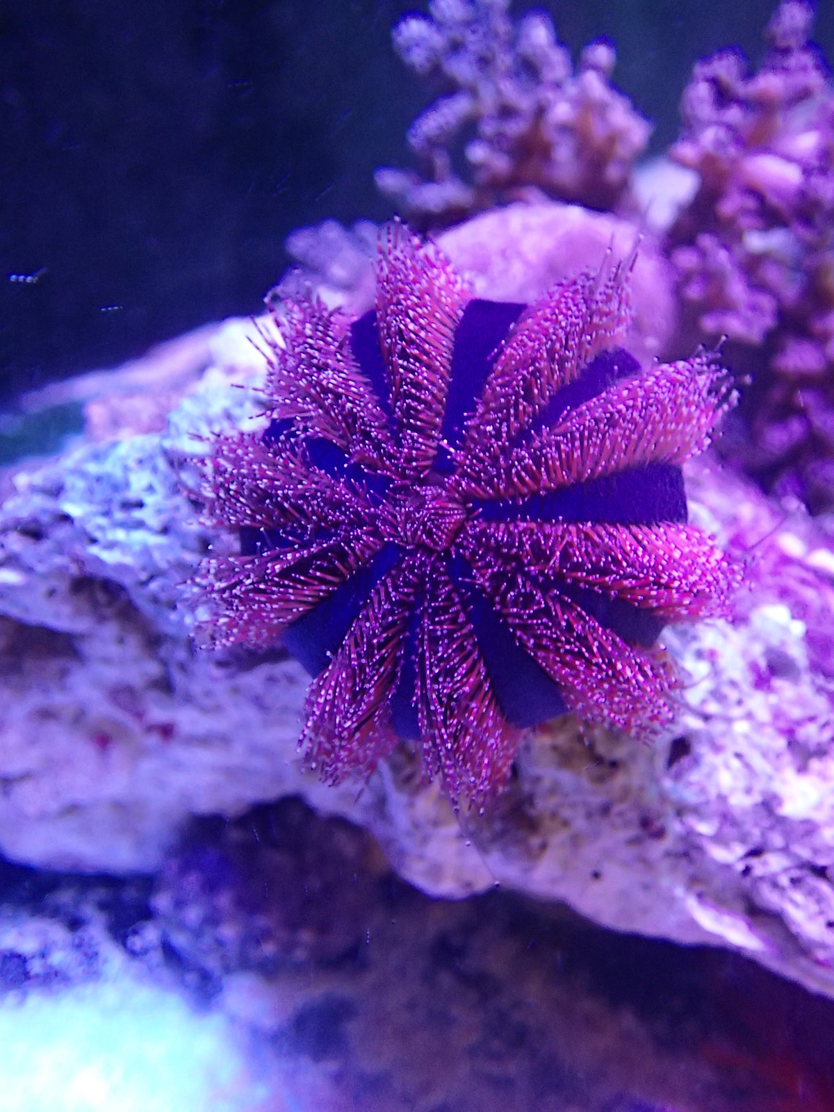 Tuxedo Urchin (CUC) Clean up crew