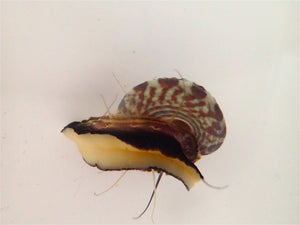 Trochus Snail (CUC) clean up crew