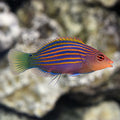 Six Line Wrasse For marine aquariums
