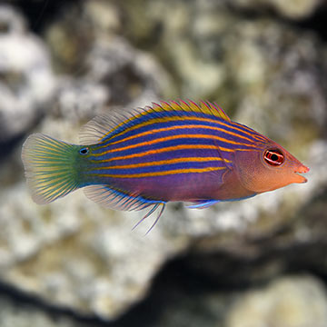 Six Line Wrasse For marine aquariums