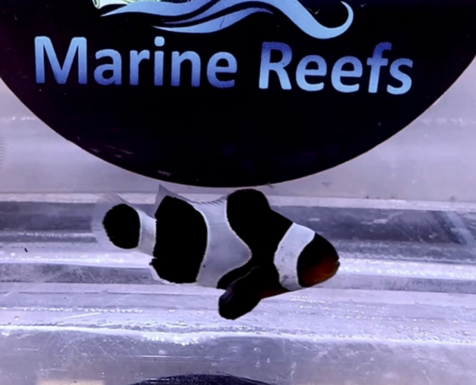 Black And White Ocellaris Tank Bred Clownfish | Marine Fish | clown fish