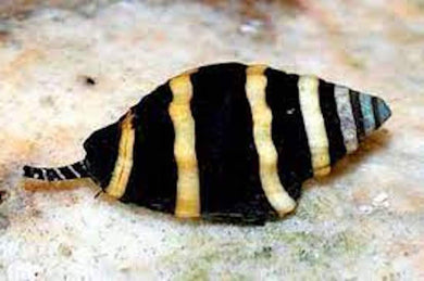 Bumblebee Snail (CUC) Small Clean up crew for marine aquariums
