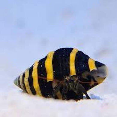 BUMBLE BEE HERMIT CRAB  (SMALL) FOR MARINE AQUARIUMS CLEAN UP CREW (CUC)