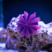 Load image into Gallery viewer, Tuxedo Urchin small  (CUC) Clean up crew