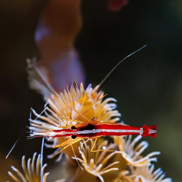 Cleaner Shrimp For Marine Aquariums (CUC)