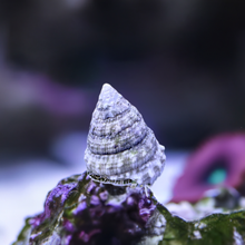 Load image into Gallery viewer, WHITE TURBO SNAIL TROCHUS MACULATUS (CUC) Clean up crew