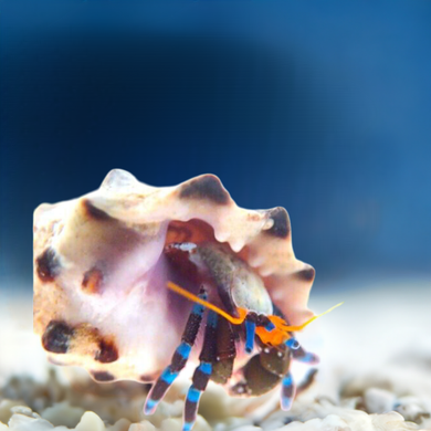 ELECTRIC BLUE HERMIT CRAB (Small) (CALCINES ELEGANT) CLEAN UP CREW (CUC)