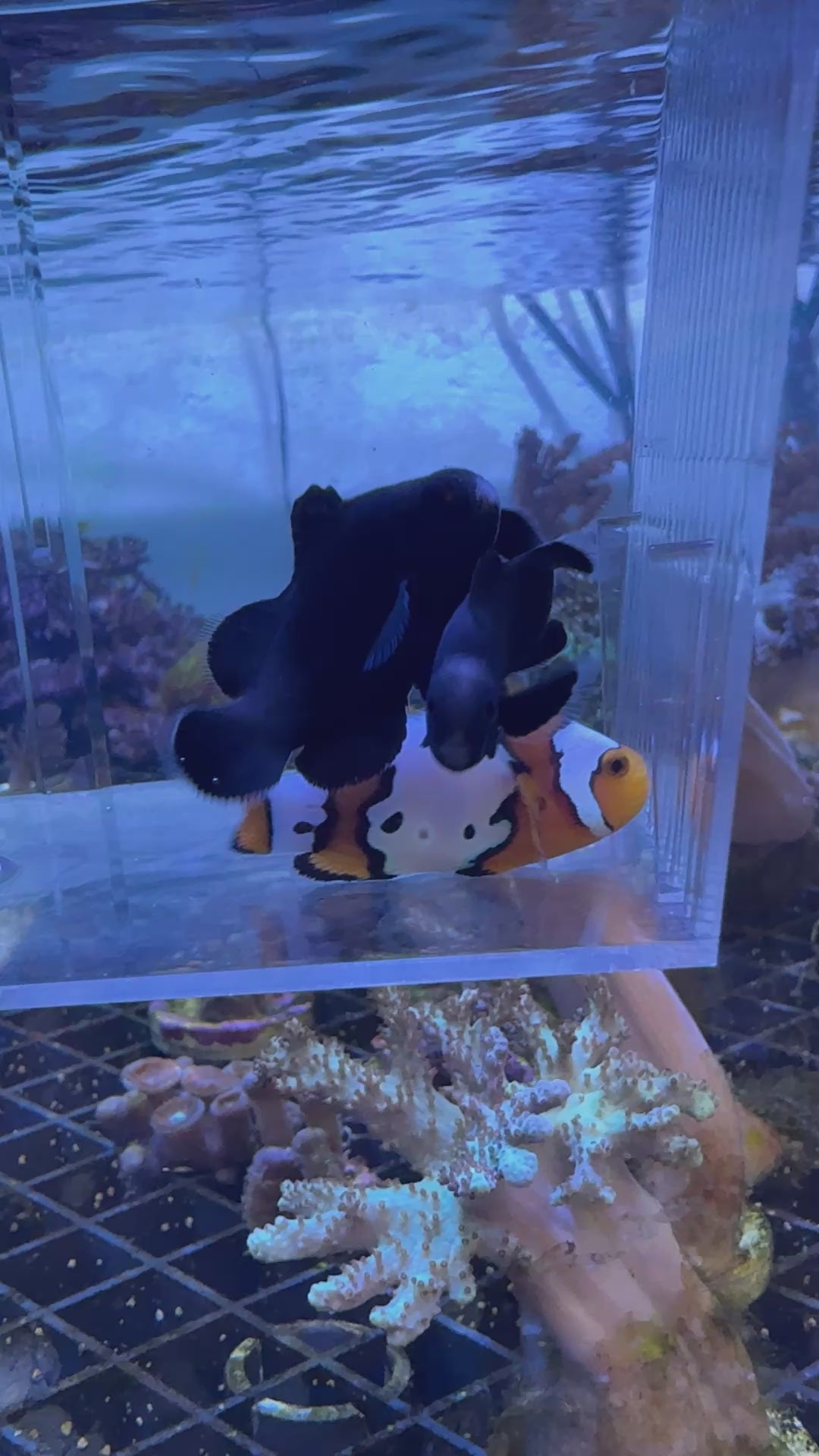 Midnight Clownfish Tank Bred