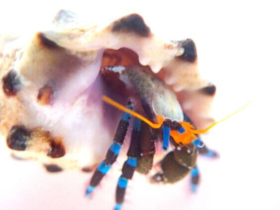 ELECTRIC BLUE HERMIT CRAB (Small) (CALCINES ELEGANT) CLEAN UP CREW (CUC)