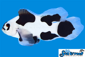 Black Storm Longfin Clownfish (Pre order 21st April next in)