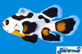 Mocha Storm Longfin Clownfish pair