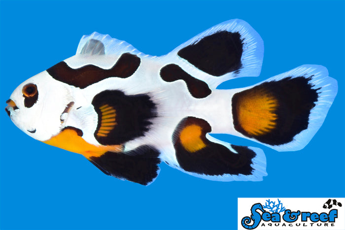 Mocha Storm Longfin Clownfish pair