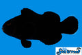 Midnight Clownfish (Pre order next in 21st April)