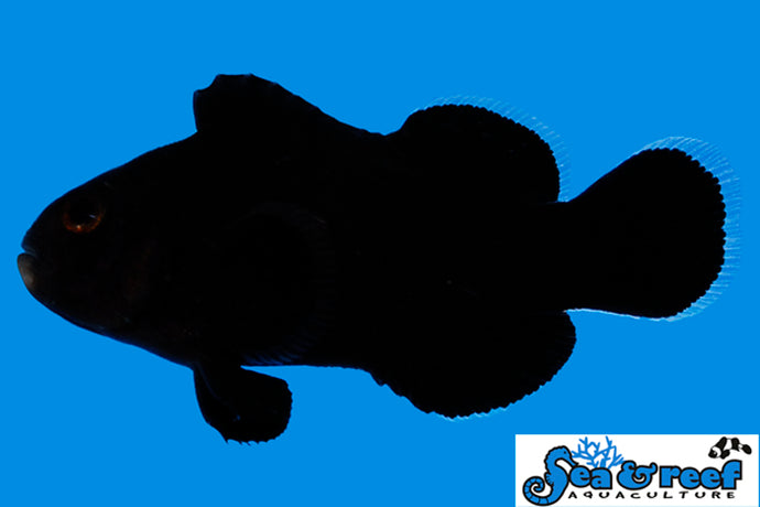 Midnight Clownfish (Pre order next in 21st April)