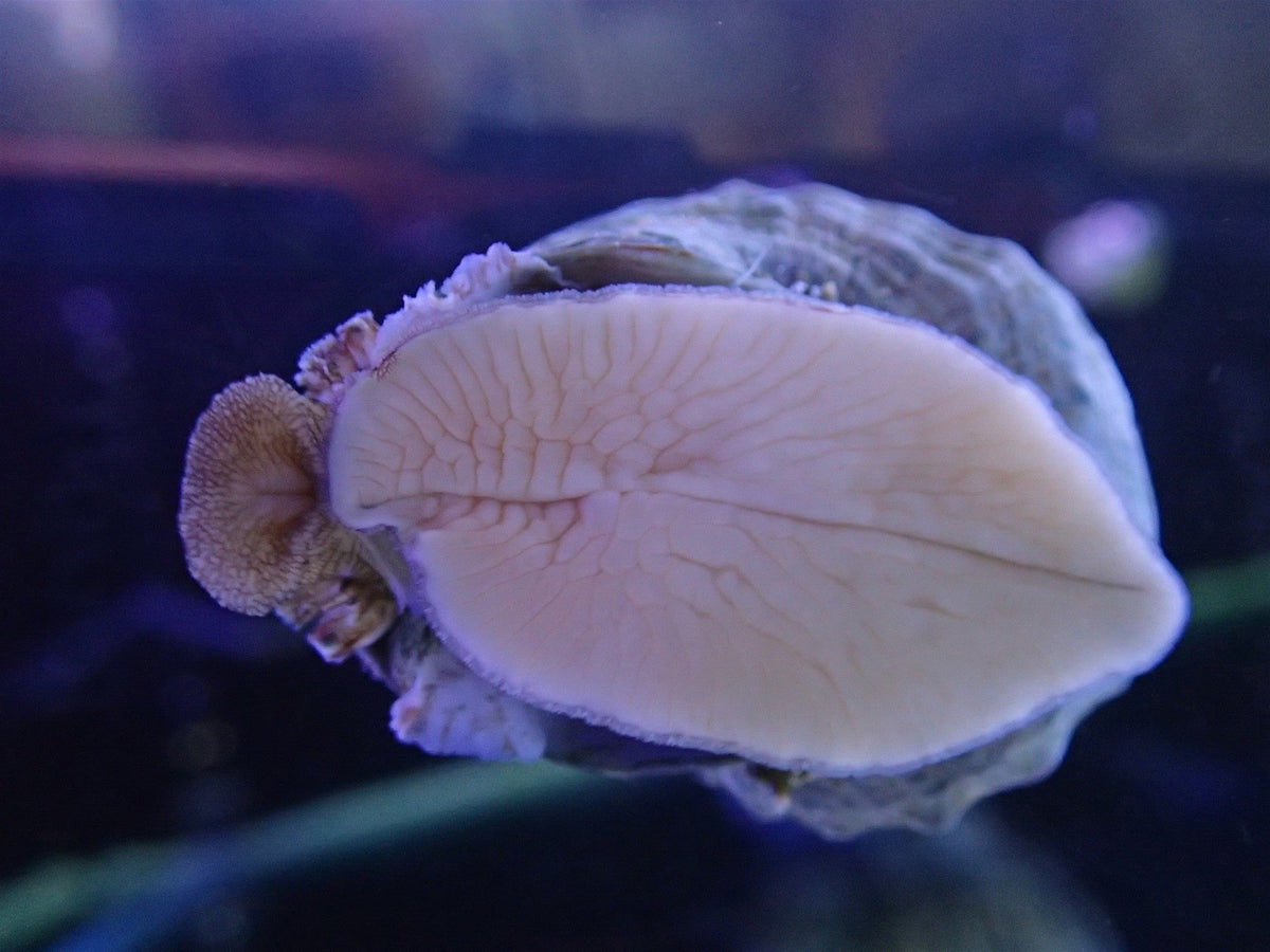 Mexican Turbo Snail (CUC)