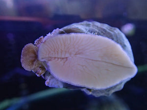 Mexican Turbo Snail (CUC)